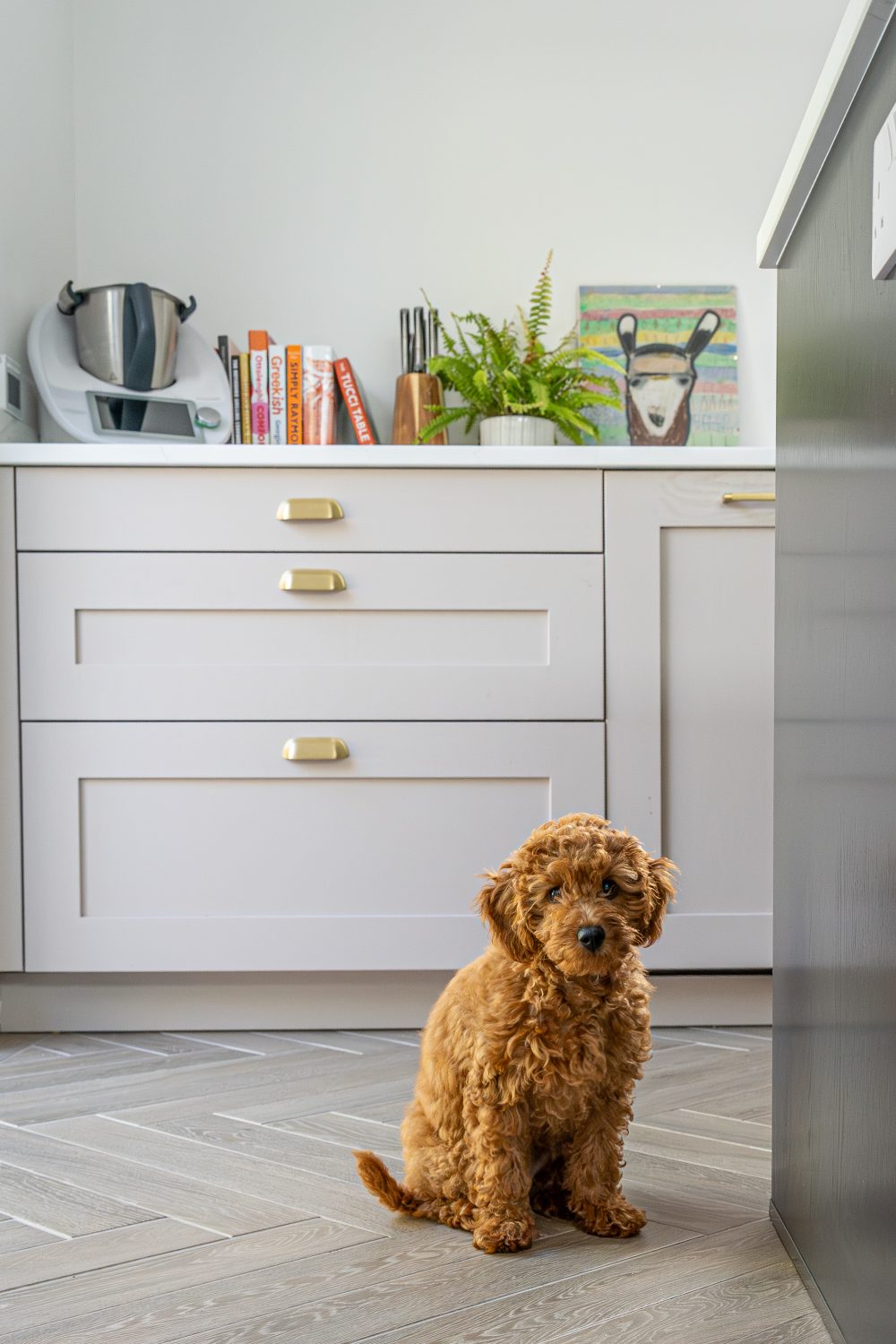 Modern kitchen interior photography with a puppy sat in the centre of the kitchen floor